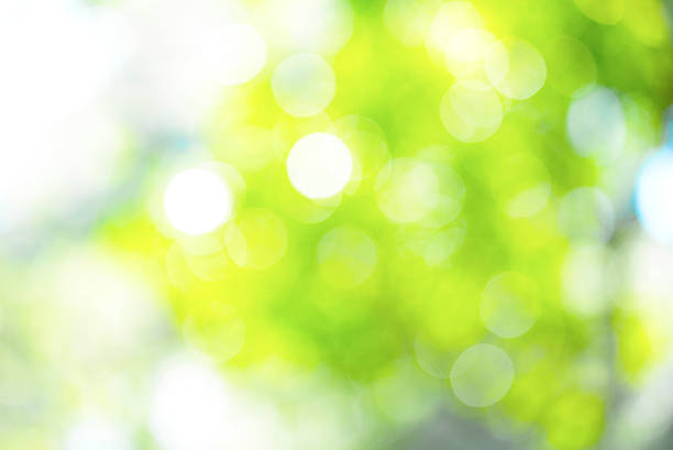 istock Blurry green nature for background 502487662