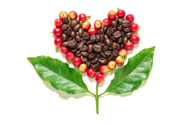 istock Red coffee beans  berries and roasted coffee in heart shape. 502489504