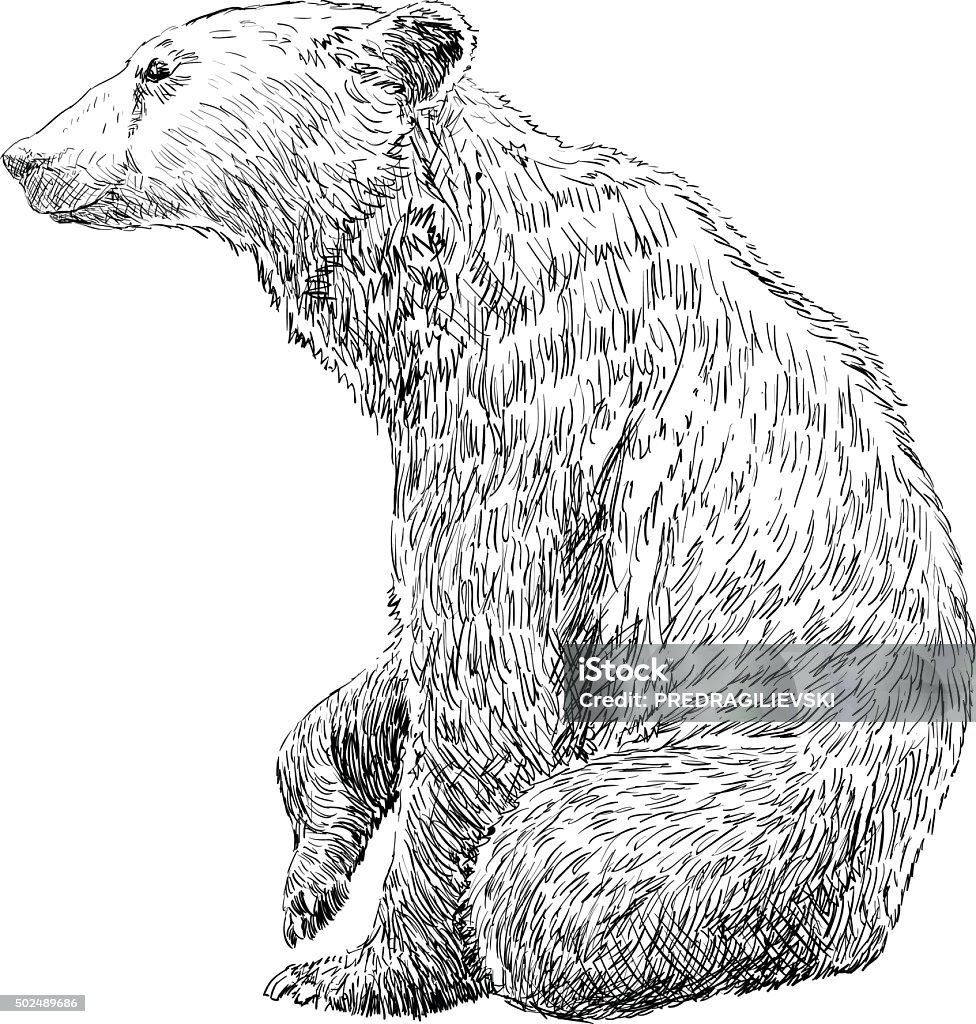 Hand Drawing Bear Brown Bear hand drawn on a white background Bear stock vector