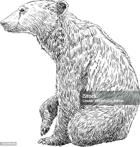 Hand Drawing Bear Stock Illustration - Download Image Now - Bear, Drawing - Activity, Illustration