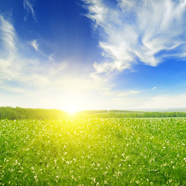 istock field, sunrise and blue sky 502489768