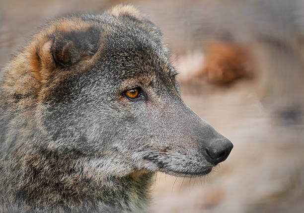 istock Portrait of a wolf 502491886
