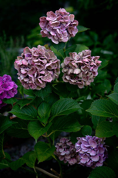 hortensia - hydrangea gardening blue ornamental garden photos et images de collection