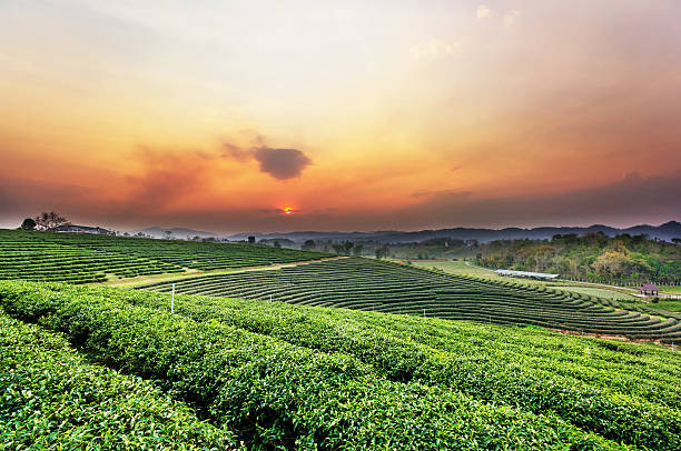 istock Sunset view of tea plantation landscape 502494170