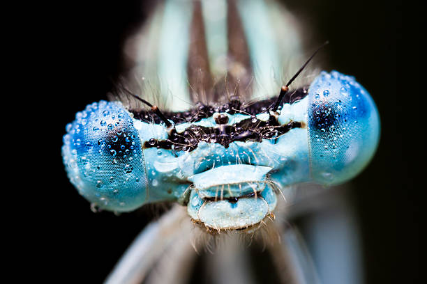 カワトンボカバーの朝 - wing dragonfly animal eye blue ストックフォトと画像