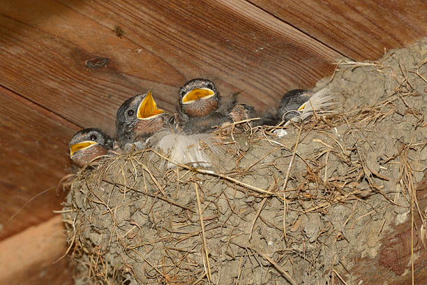 istock Barn swallows in nest 502497602