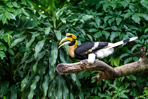 Yellow Billed Hornbill Great hornbill, Great indian hornbill, Great pied hornbill, Hornbill.