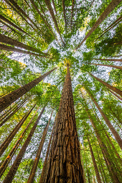 secuoia forest - sequoiabaum stock-fotos und bilder