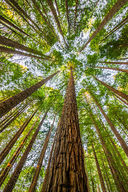 Secuoia Forest View from below of a secuoia forest. fish eye effect stock pictures, royalty-free photos & images