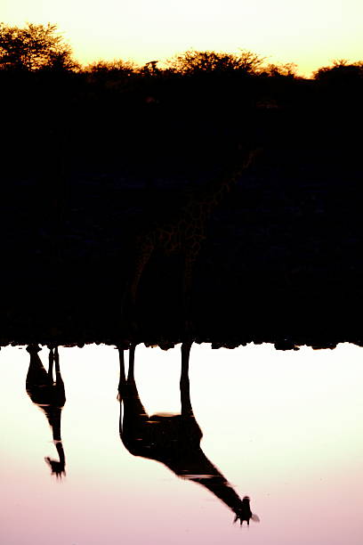 istock Giraffe at sunset in Etosha National Park 502514224