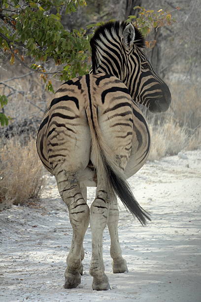 preto e branco retrato de etosha, namíbia - herbivorous close up rear end animal head - fotografias e filmes do acervo