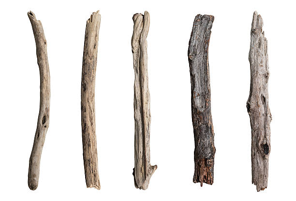 istock Set of dry tree branch 502515366