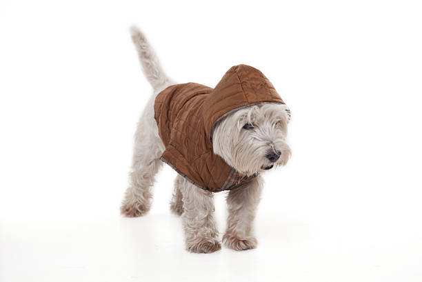 istock Pampered Maltese dog 502516046