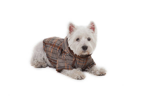 istock Pampered Maltese dog 502516110