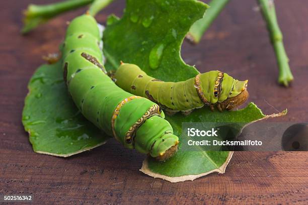 Green Worm Stock Photo - Download Image Now - 2015, Caterpillar, Green Color