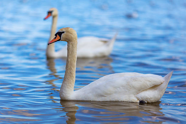 istock Swans on the lake 502516500