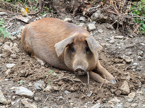 istock dirty pig in the outdoor environment 502518476
