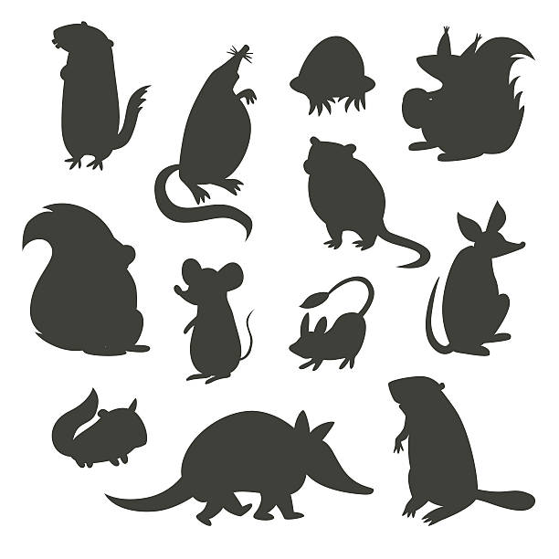 Set of rodent  gray silhouettes. Vector illustration Set of rodent  gray silhouettes. Vector illustration, isolated on a white background. Beaver, weasel, squirrel, muskrat, tarbaganchik, muskrat, Battleship, bandicoot ondatra zibethicus stock illustrations