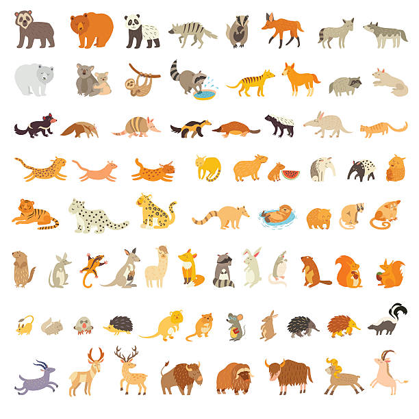 Mammals of the world. Extra big animals set Mammals of the world. Extra big animals set. Vector illustration, isolated on a white background wombat stock illustrations