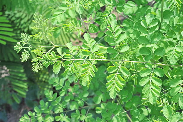 Biotiva Moringa In Polvere Biologica 250 G - Foto 3