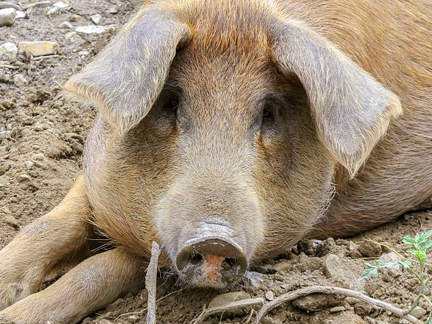 istock dirty pig in the outdoor environment 502519722