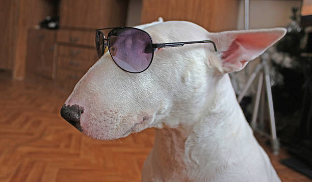 istock White English bull Terrier in sunglasses 502520100
