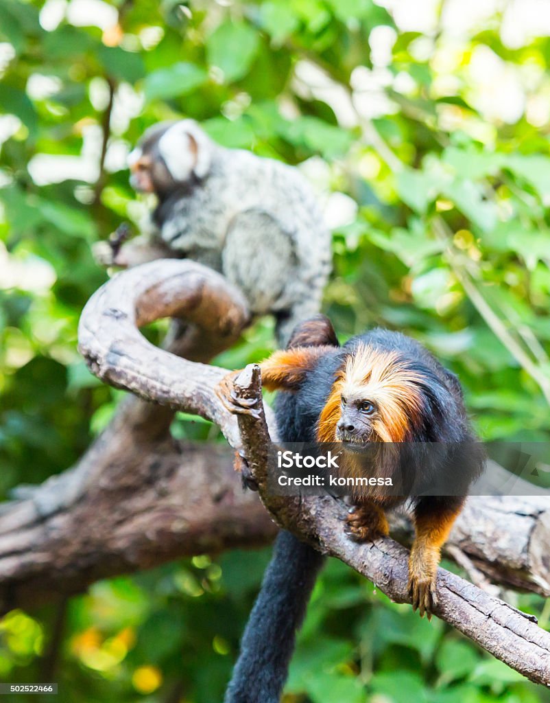 Golden Lion Tamarin - CK Golden Lion Tamarin - CK