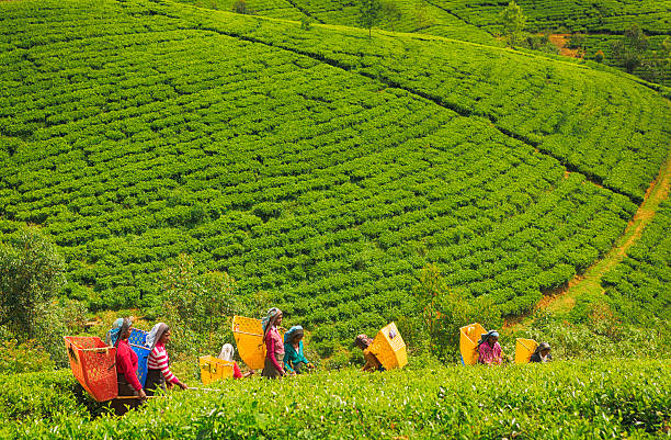 Female Workers in Tea Plantations of Sri Lanka Nuwara Eliya, Sri Lanka - November 27, 2015: Situated at around 2000m above sea level and surrounded by lush tea plantations Nuwara Eliya is the heart of the tea industry. The climate, geography and geology of the Sri Lankan Highlands is ideal for tea cultivation but it is very labour intensive. In this Image; Tamil, Sri Lankan, female workers picking tea bush tips to make ceylon tea. When the workers bags are full with fresh picked tea bush tips they are sent to the wholesaler. The tea pickers can get an hour lunch break and a half hour tea break in the day which starts at 7.30am, an hour after dawn. It is very hard work. Some of the tea plantations are just under 7,000 feet high.  labor intensive production line stock pictures, royalty-free photos & images