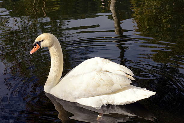 istock White swan in the pond. 502523462