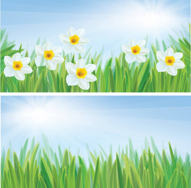 벡터 연두빛 플로럴 배경. - daffodil spring backgrounds sky stock illustrations
