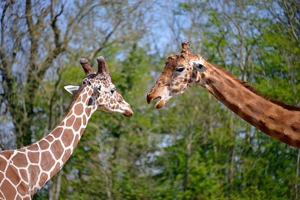dois as girafas grande - giraffe two dimensional shape heavy horned imagens e fotografias de stock