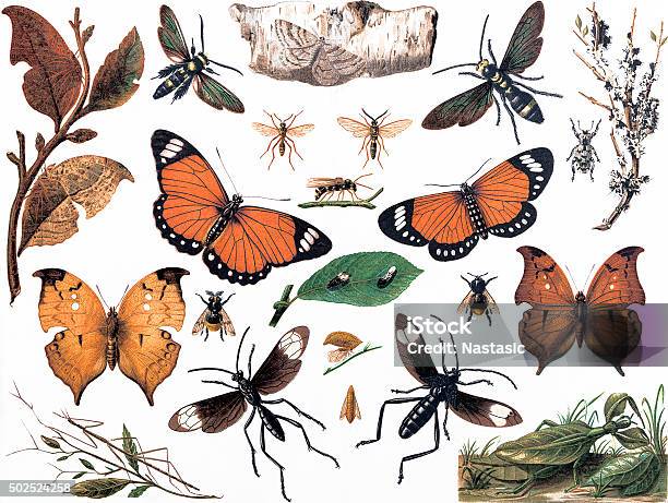 Imitative Insects Stock Illustration - Download Image Now - Butterfly - Insect, Retro Style, Old-fashioned