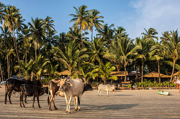 istock Herd of cows walking on the beach in Goa 502528056