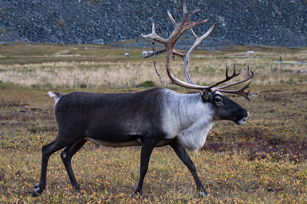 istock Lone reindeer running on the tundra. 502528928