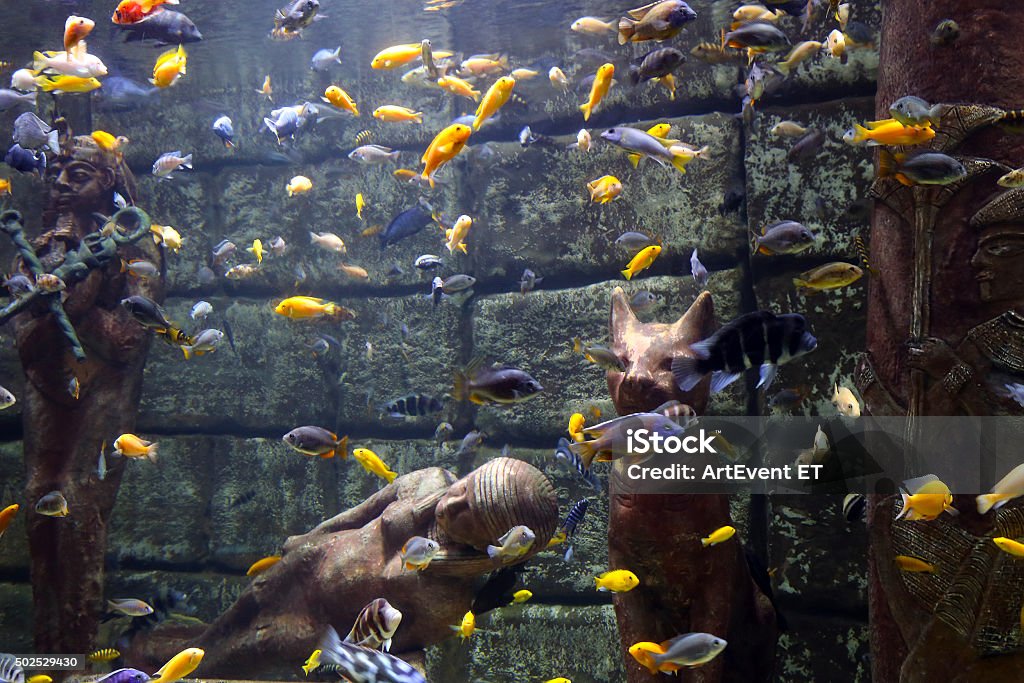 The Huge Aquarium In The Egyptian Style Stock Photo - Download