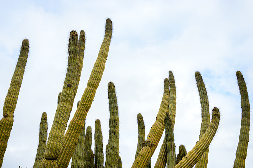 Organ Pipe Cactus National Monument