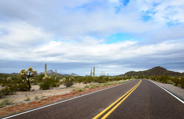 istock Organ Pipe Cactus National Monument 502530424
