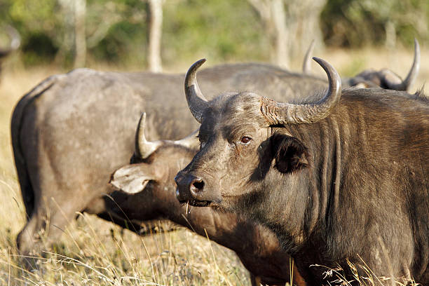 istock Herd of Wild African Buffalo 502530464