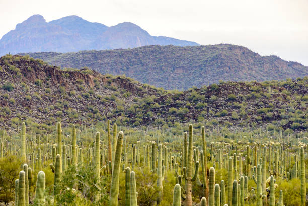 istock Organ Pipe Cactus National Monument 502530694