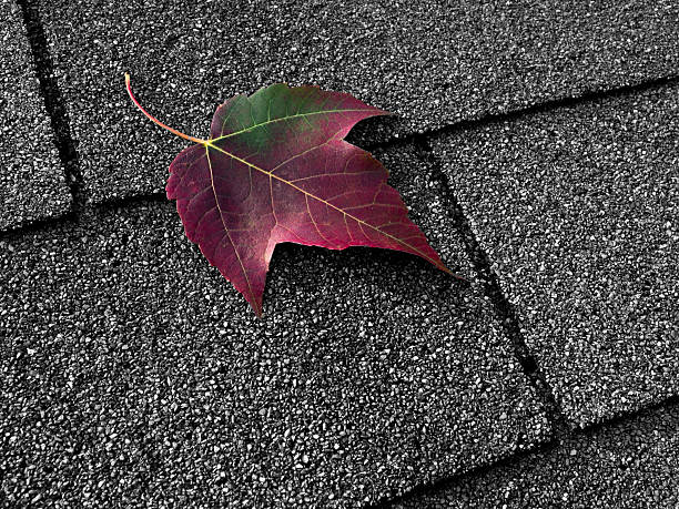 Red maple leaf on asphalt shingles Red maple leaf on asphalt shingles folliage stock pictures, royalty-free photos & images