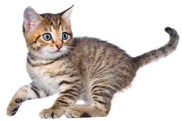 istock Shorthair brindled kitten goes 502544566