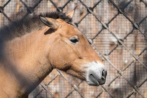 istock big head or muzzle of a horse 502545110