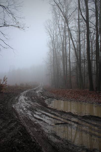 istock Dark forest in fog. 502545978