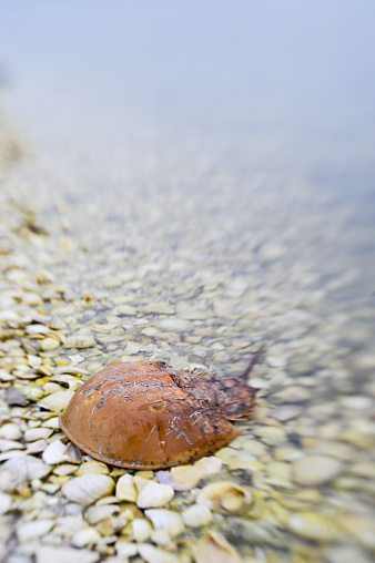 Lensbaby used for minimum depth of field to draw attention to the subject and add visual interest. This amazing, ancient creature was found at Canaveral National Seashore in Volusia County Florida, on the Intercoastal Waterway side of the island in the Indian River. He is resting in shallow water near the shore on a bed of broken shells.