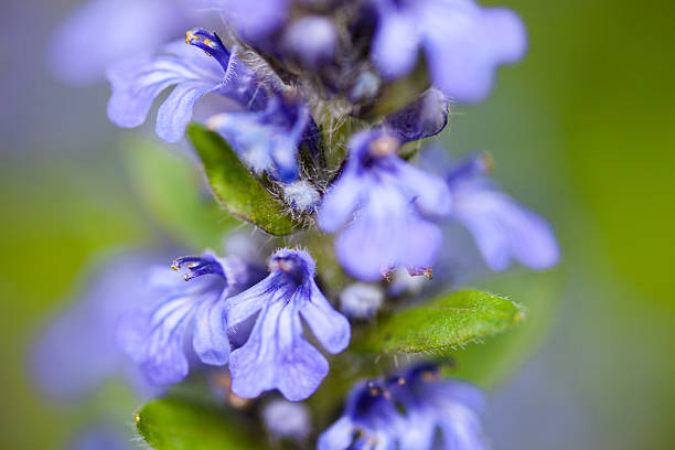 florescendo bugleweeds azul - ajuga - fotografias e filmes do acervo