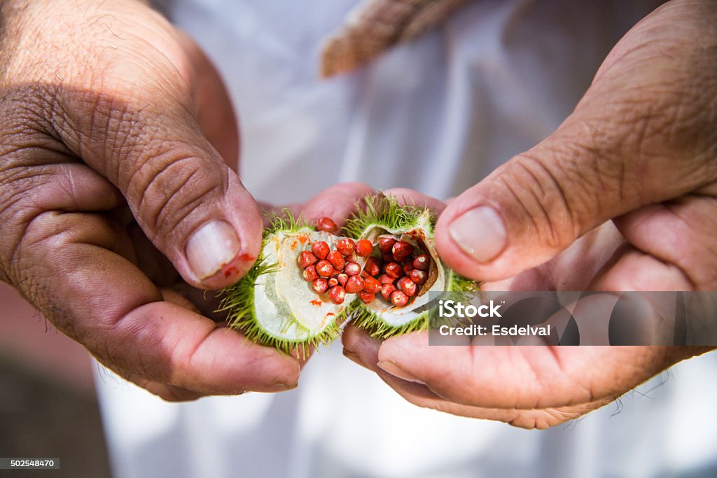 Pod de Achiote - Foto de stock de Achiote libre de derechos