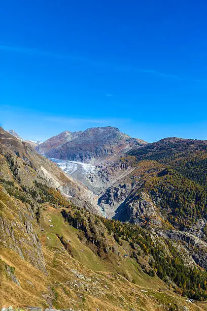 Aerial view of Aletsch glacier and the canyon with Eggishorn in background and corlorful trees in golden autumn, Canton of Valais, Switzerland