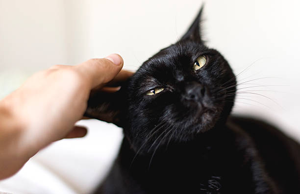 gatto nero - groping foto e immagini stock