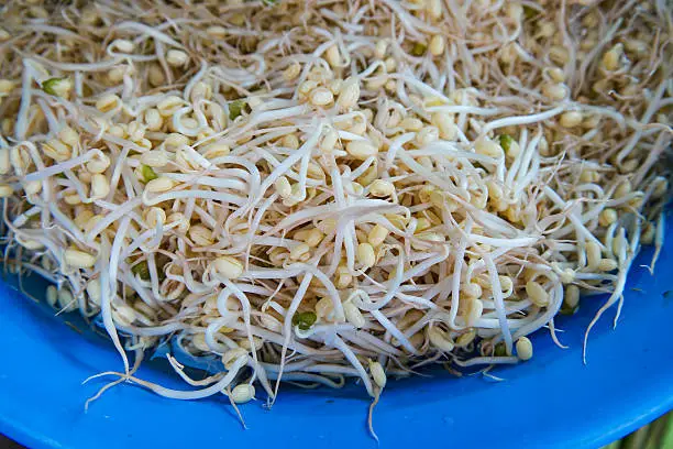 Fresh new ''taugeh'' (new beansprouts from mung beans) selling at local sunday merket. Selective focus with shallow depth of field.