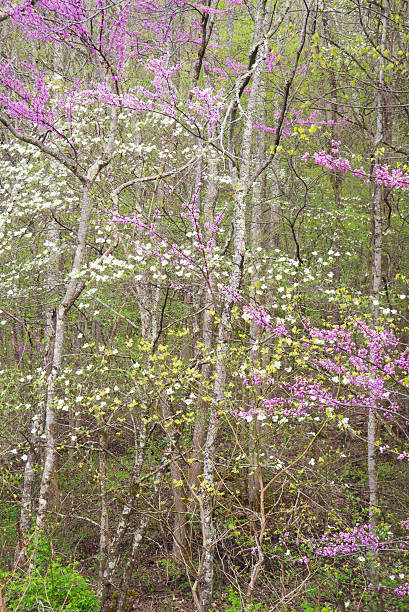 istock Vertical-Dogwood Trees and Redbud Trees blooming side by side. 502553402